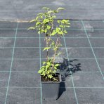 Malina čierna (Rubus occidentalis)  ‘BLACK JEWEL’ – výška 25–35 cm, kont. P9/P11